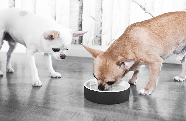 Can my dog drink from a shared water bowl?