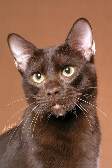 Intelligent Cat Breeds