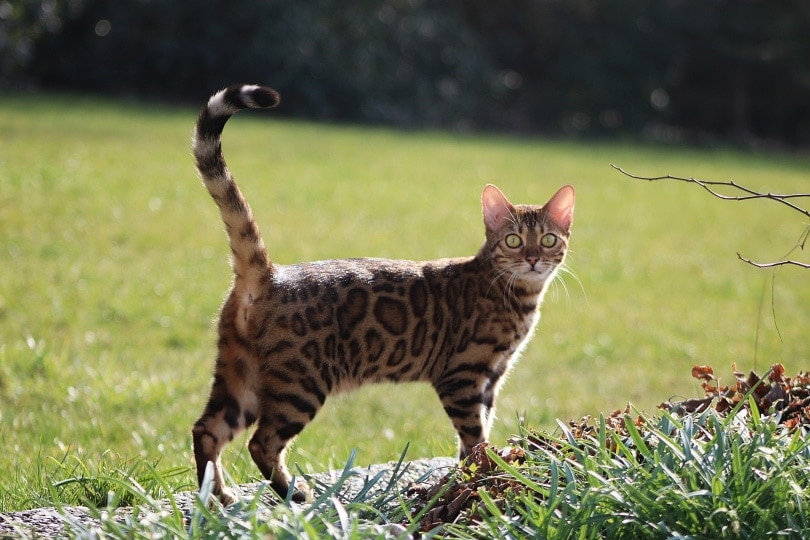 Intelligent Cat Breeds