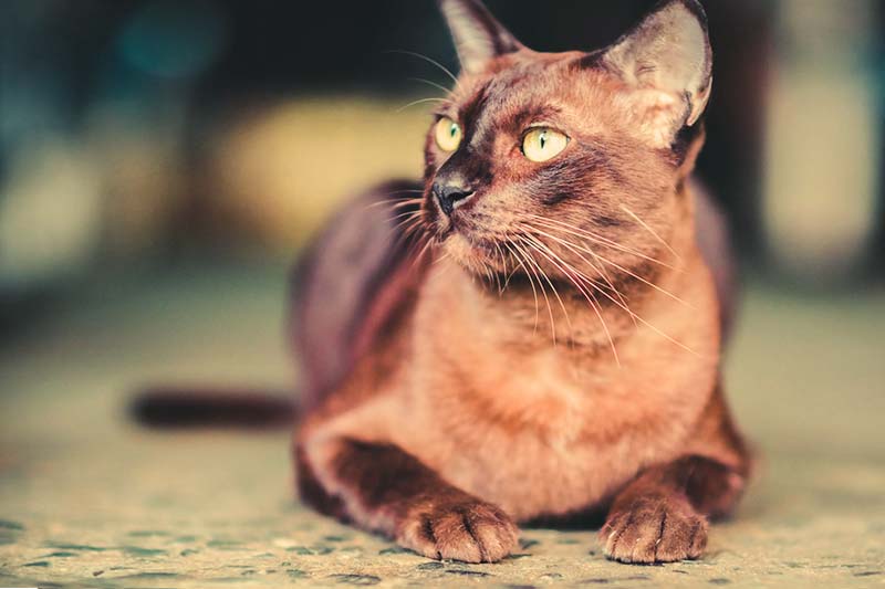 Intelligent Cat Breeds