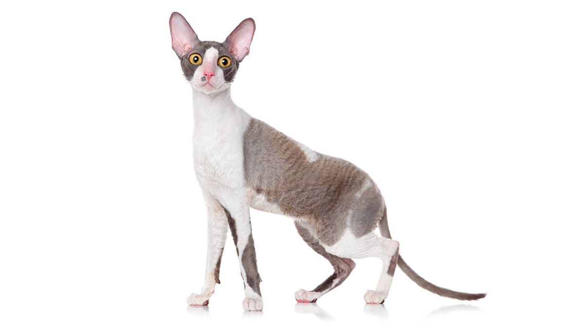 Intelligent Cat Breeds